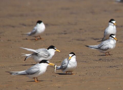 Little terns | Durham